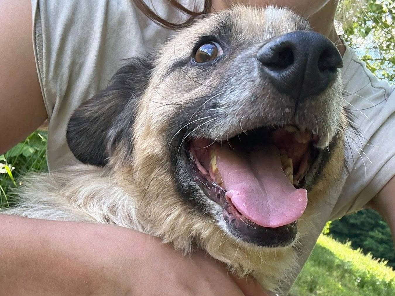 Adotta un cane, taglia media, maschio, Firenze
