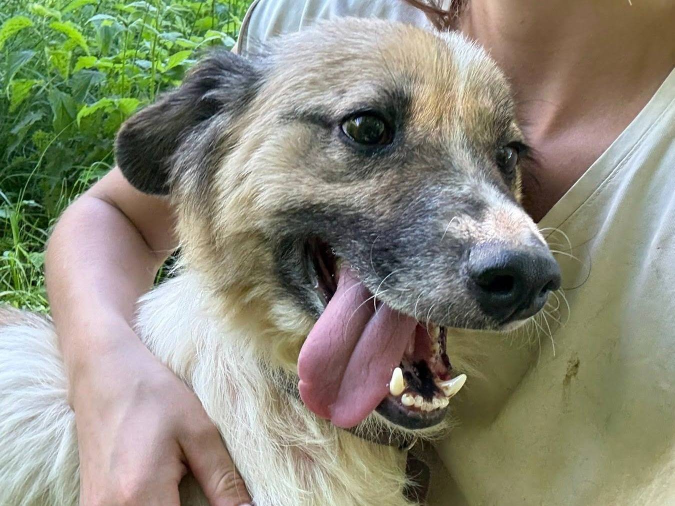 Vuoi adottare un cane a Firenze?