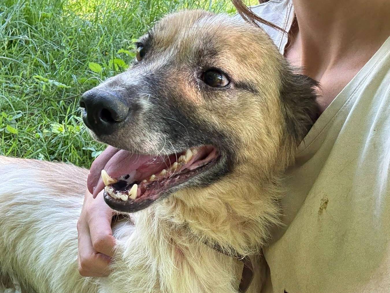 Adotta il cane CHANTY a Firenze