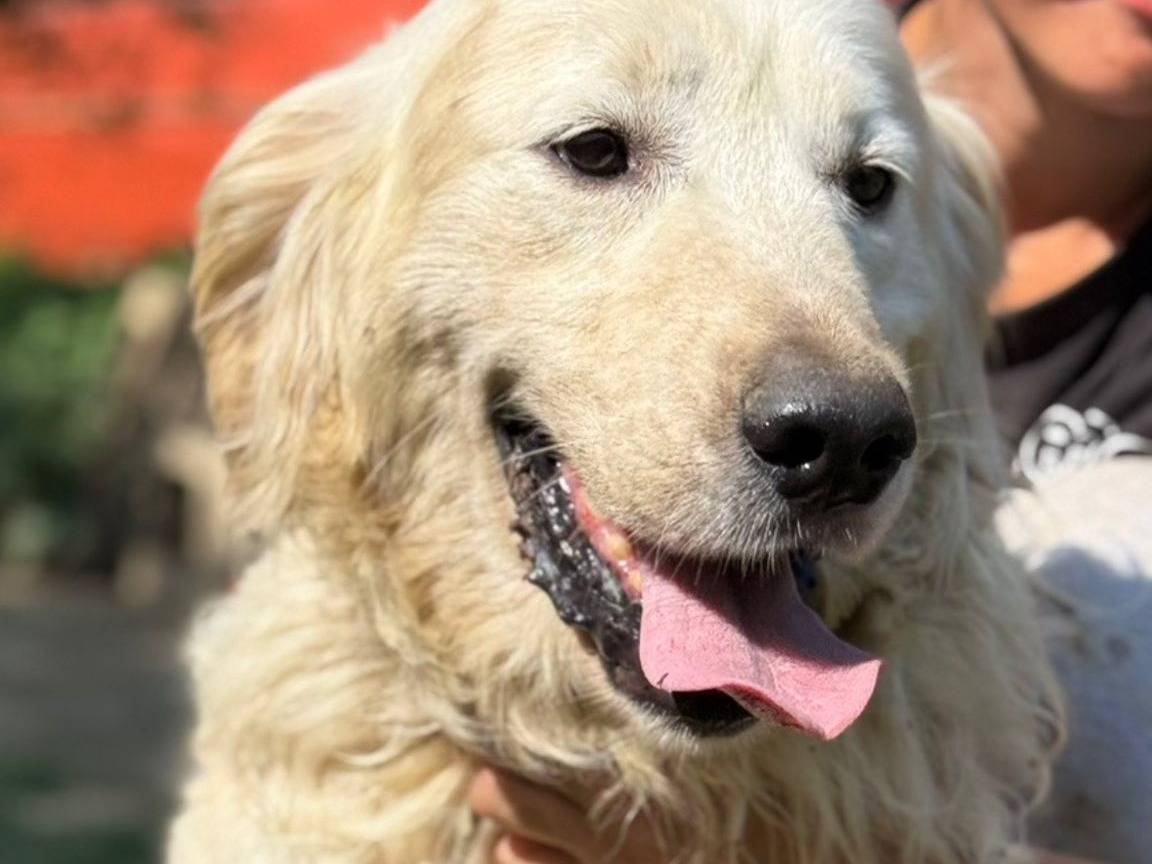Adozione cane, maschio, Razza sconosciuta Razza sconosciuta, 7 anni e 1 mese, taglia gigante, Firenze
