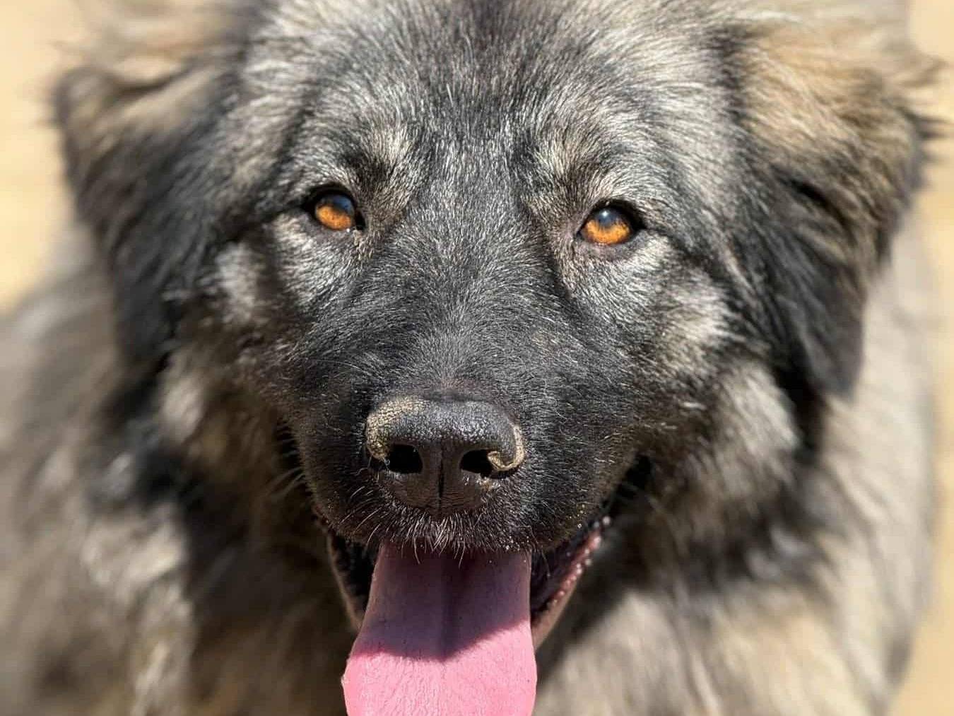 Adotta un cane, femmina, 9 mesi, Firenze