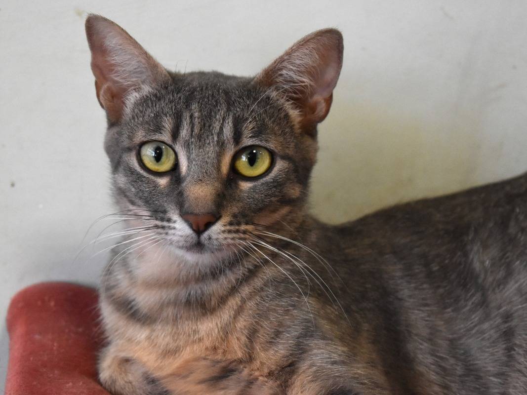 Adozione gatto, femmina, Razza sconosciuta Razza sconosciuta, 8 mesi, taglia non valida, Roma