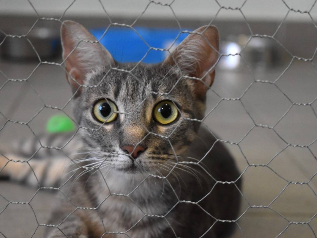 Adotta un gatto, femmina, 8 mesi, Roma