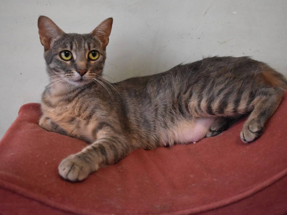 Adotta un gatto, taglia non valida, femmina, Roma