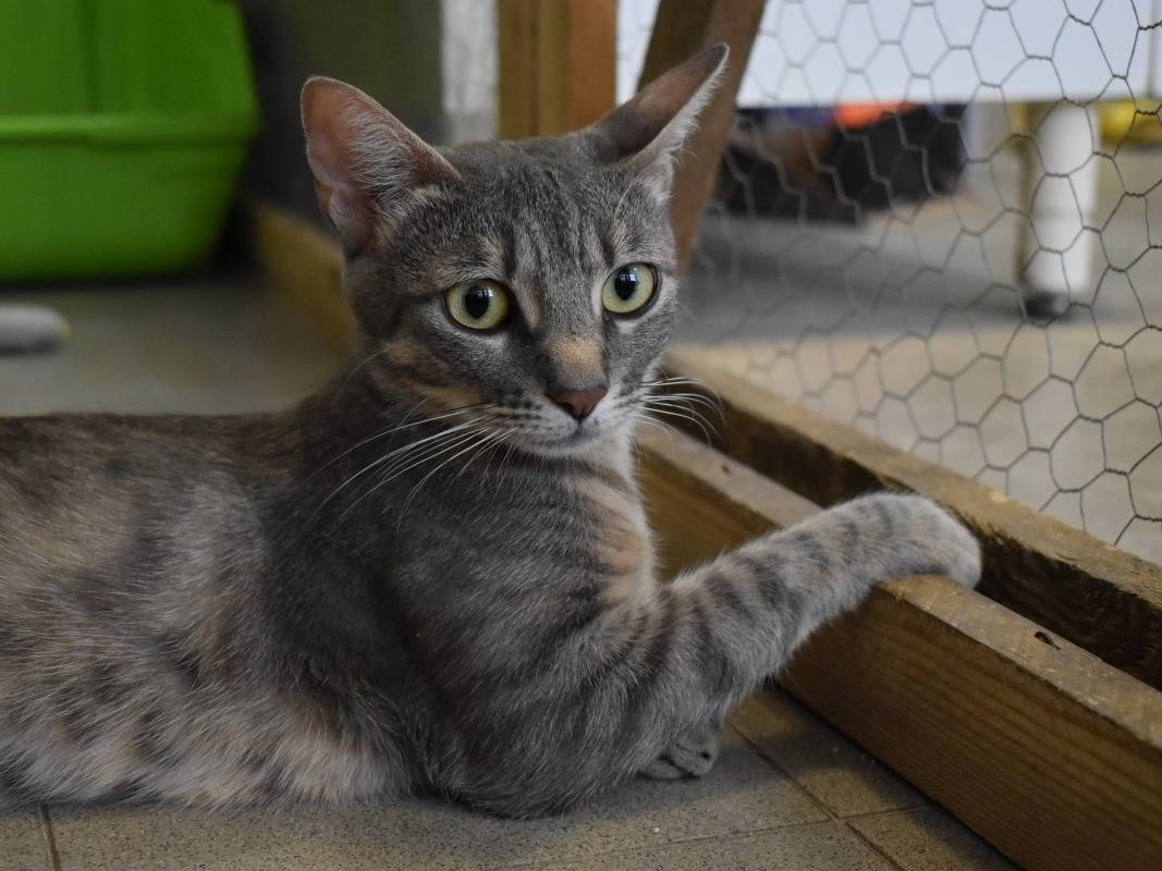 Vuoi adottare un gatto a Roma?