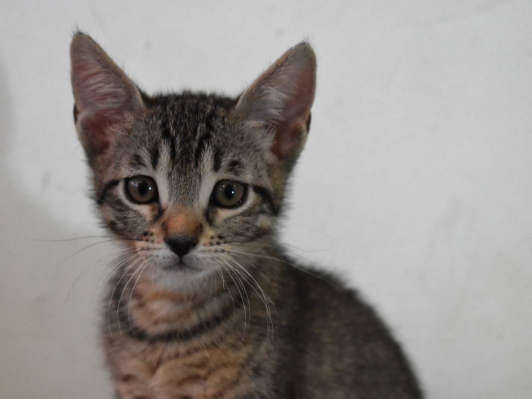 Adozione gatto, maschio, Razza sconosciuta Razza sconosciuta, 1 mesi, taglia non valida, Roma
