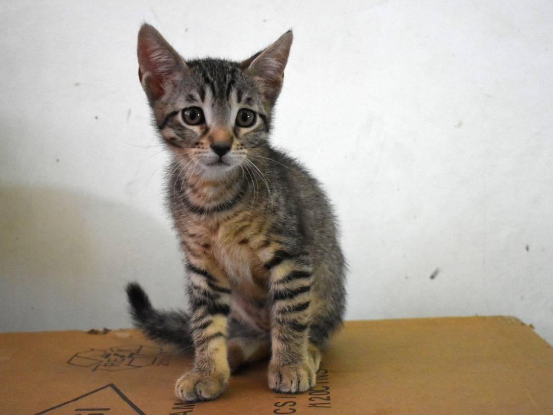 Adotta un gatto, maschio, 1 mesi, Roma