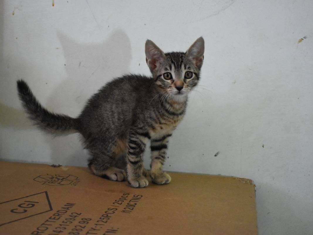 Adotta un gatto, taglia non valida, maschio, Roma