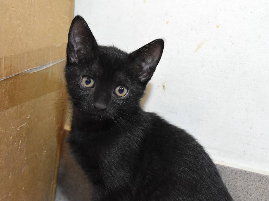 Adozione gatto, maschio, Razza sconosciuta Razza sconosciuta, 1 mesi, taglia non valida, Roma