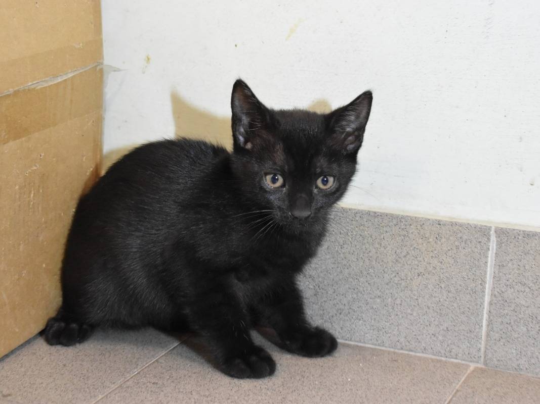 Adotta un gatto, maschio, 1 mesi, Roma