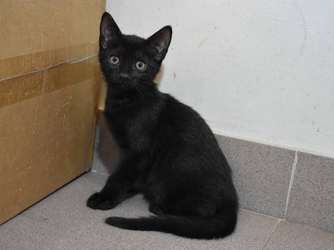 Adotta un gatto, taglia non valida, maschio, Roma