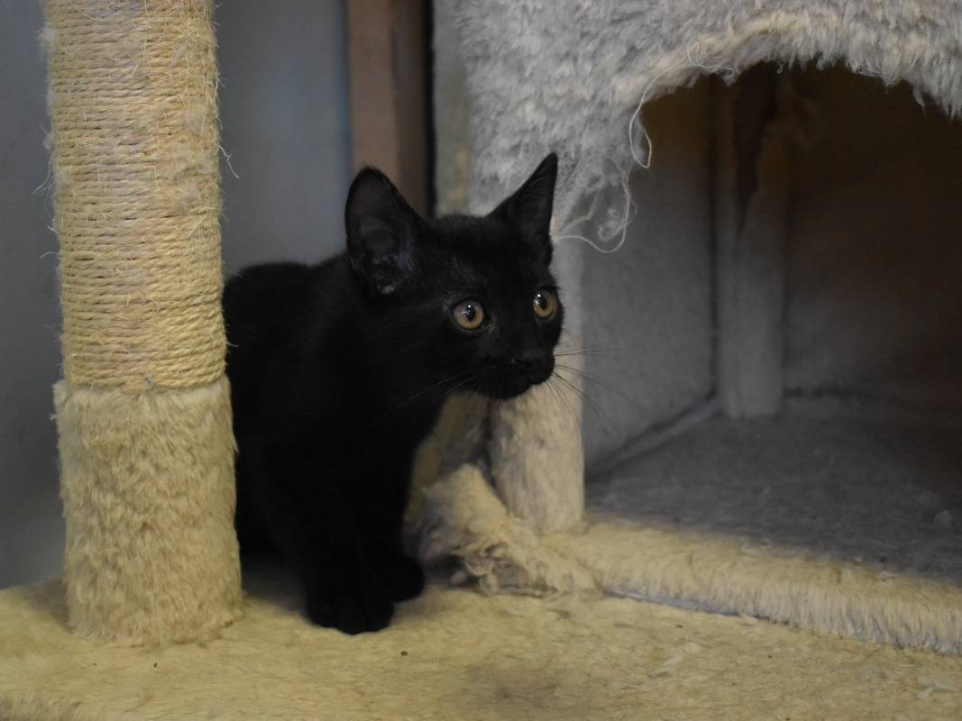 Vuoi adottare un gatto a Roma?