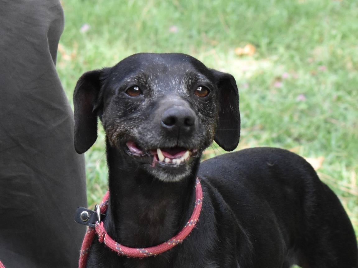 Adozione cane, femmina, Pinscher Razza sconosciuta, 5 anni e 11 mesi, taglia piccola, Roma