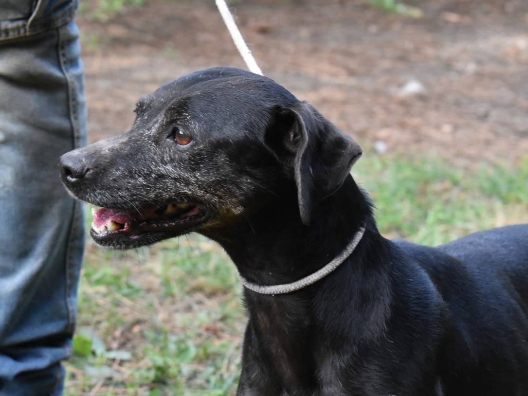 Adotta un cane, femmina, 5 anni e 11 mesi, Roma