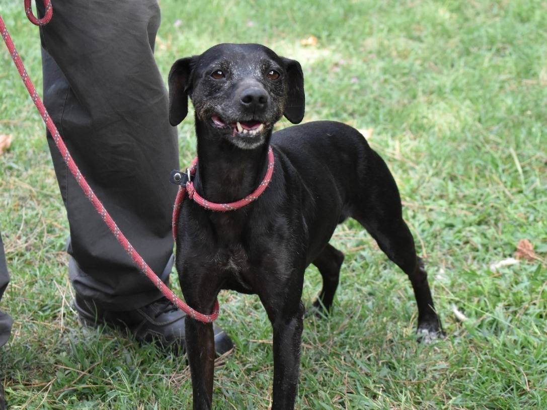 Adotta un cane, taglia piccola, femmina, Roma
