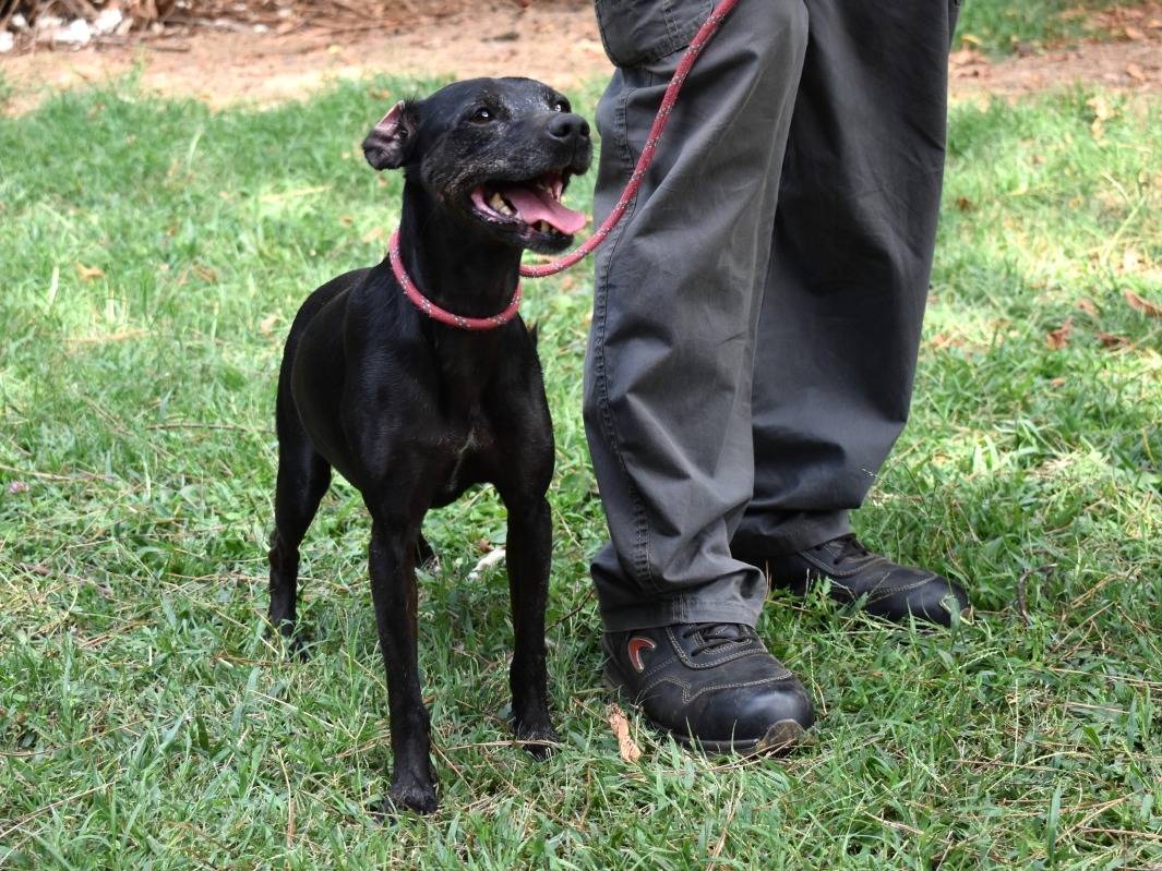 Vuoi adottare un cane a Roma?