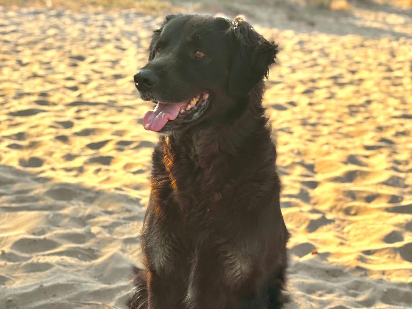 Vuoi adottare un cane a Napoli?