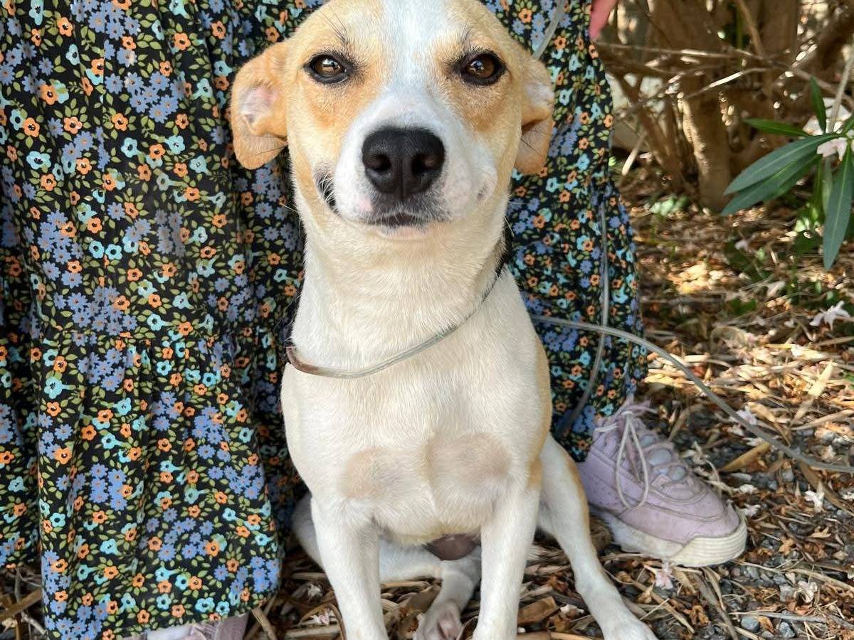Adozione cane, femmina, Razza sconosciuta Razza sconosciuta, 1 anno e 2 mesi, taglia media contenuta, Cosenza