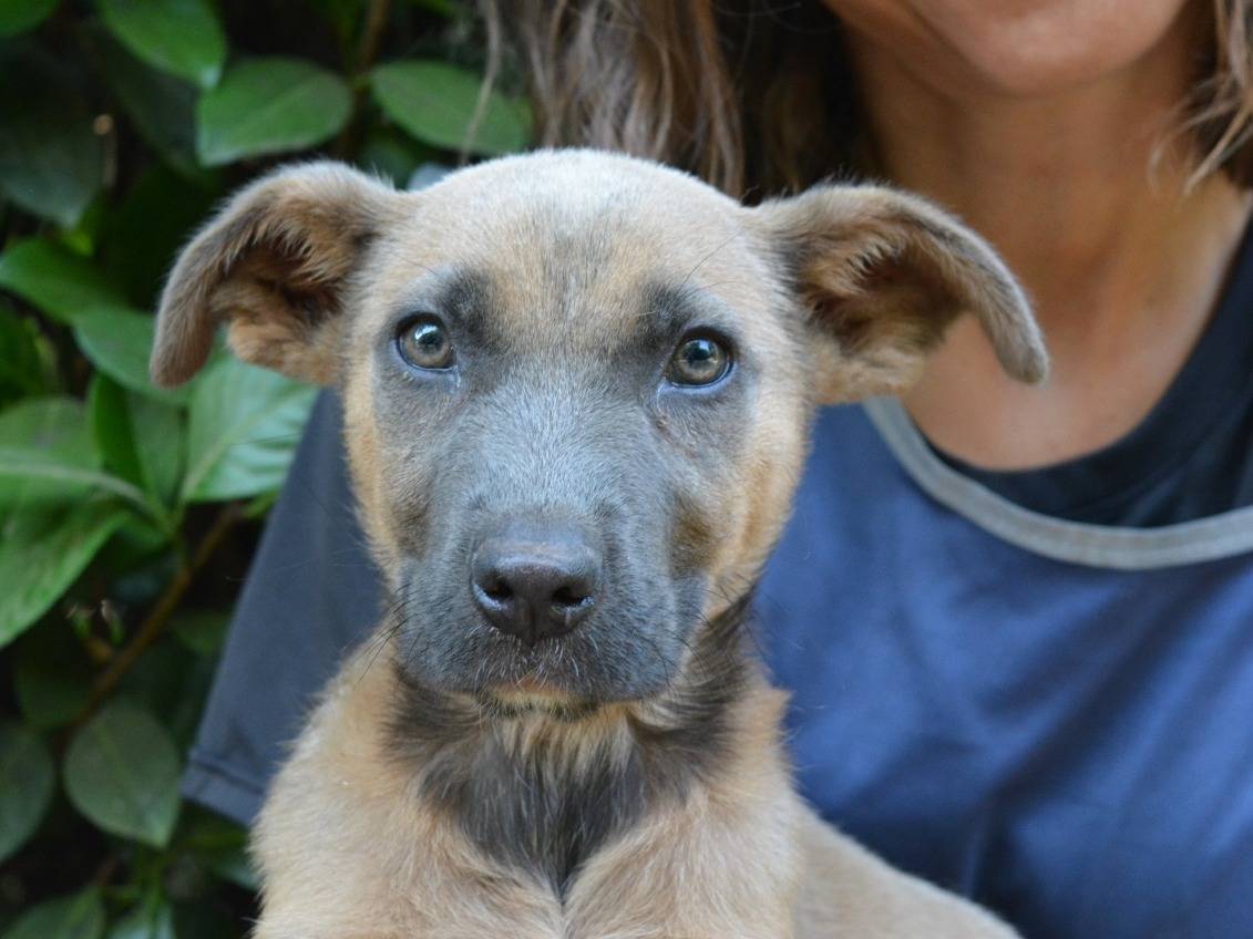 Adozione cane, femmina, Razza sconosciuta Razza sconosciuta, 1 mesi, taglia media contenuta, Roma