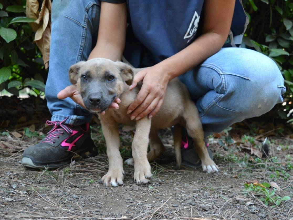 Adotta un cane, femmina, 1 mesi, Roma