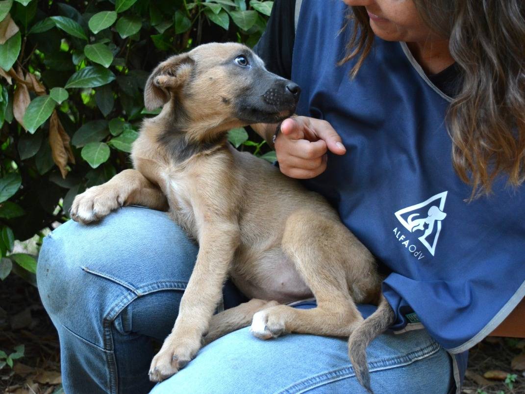 Adotta un cane, taglia media contenuta, femmina, Roma