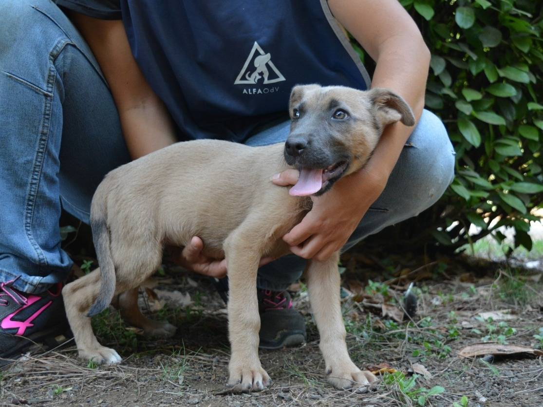 Vuoi adottare un cane a Roma?