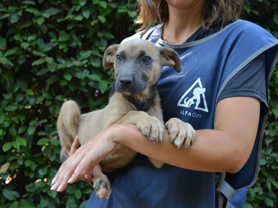 Adotta il cane Betula a Roma