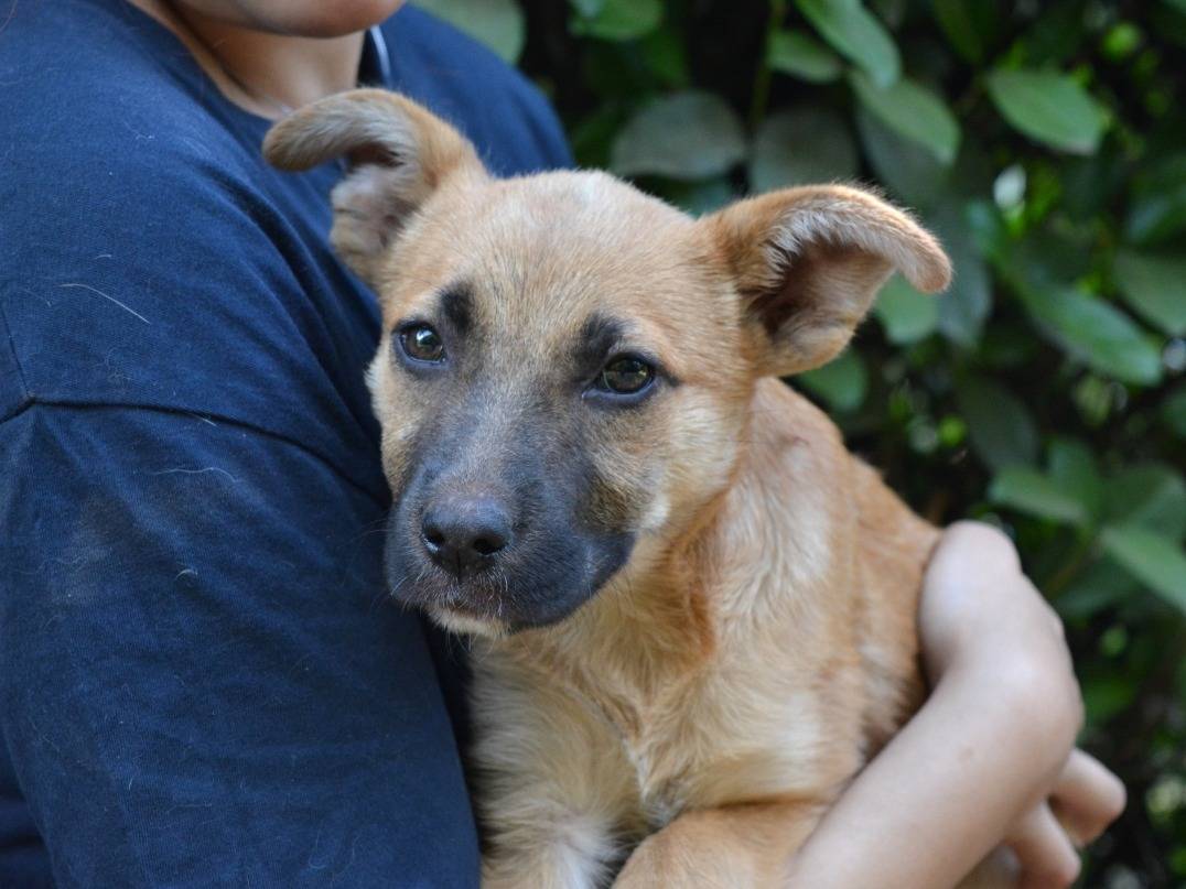 Adozione cane, femmina, Razza sconosciuta Razza sconosciuta, 1 mesi, taglia media contenuta, Roma