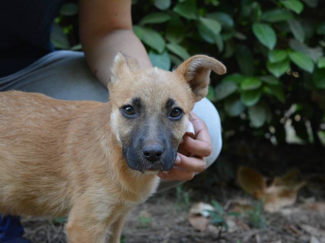Adotta un cane, femmina, 1 mesi, Roma