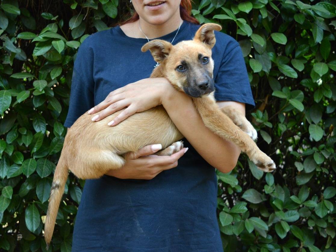 Adotta un cane, taglia media contenuta, femmina, Roma
