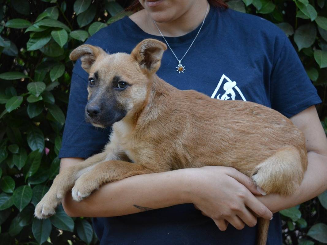 Vuoi adottare un cane a Roma?