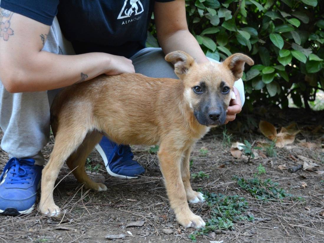 Adotta il cane Briarose a Roma