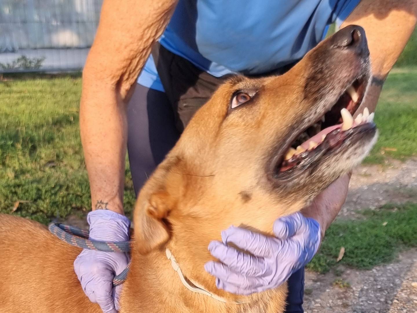 Adozione cane, maschio, Razza sconosciuta Razza sconosciuta, 8 anni e 8 mesi, taglia media, Pavia