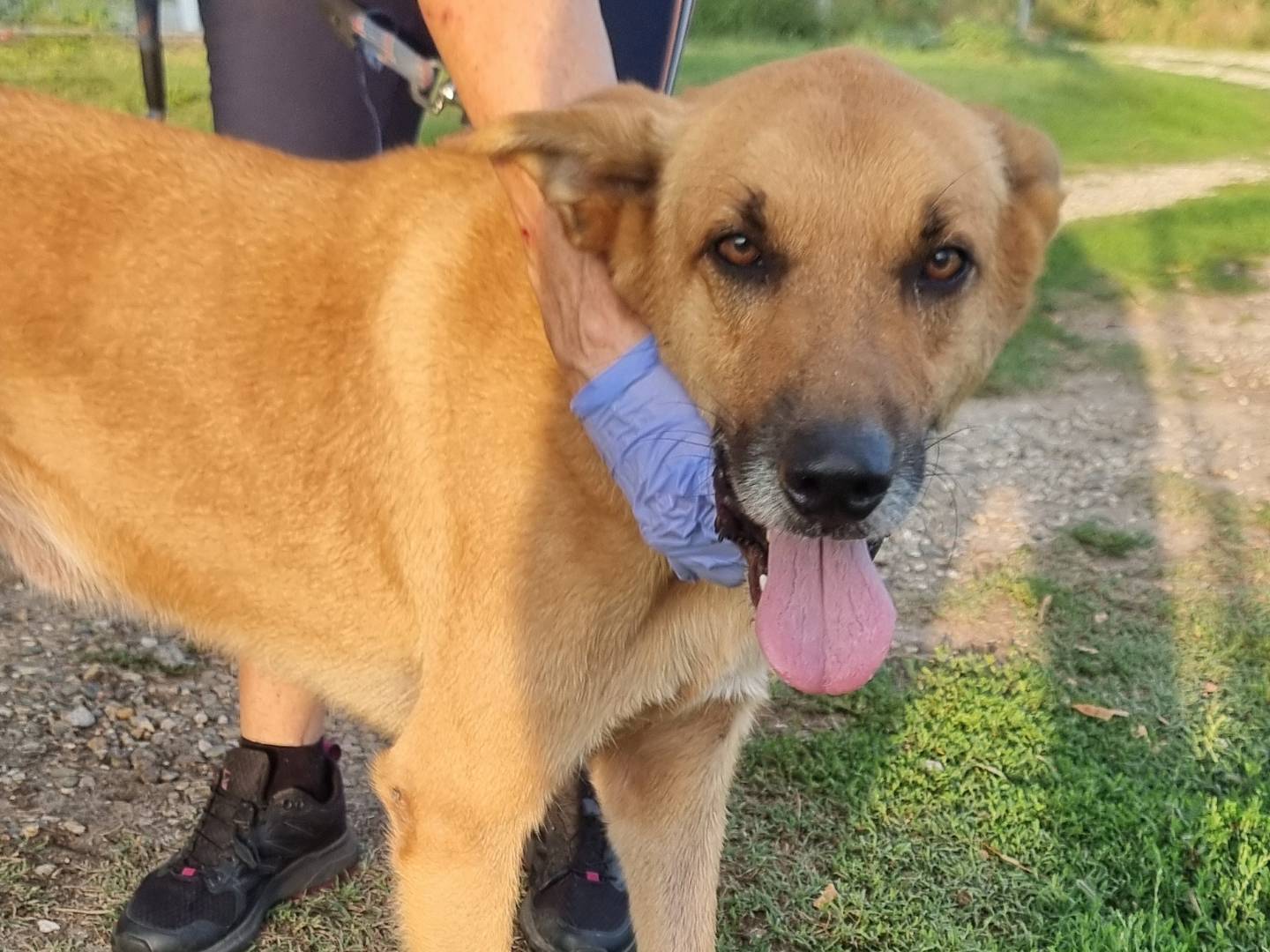 Adotta un cane, maschio, 8 anni e 8 mesi, Pavia