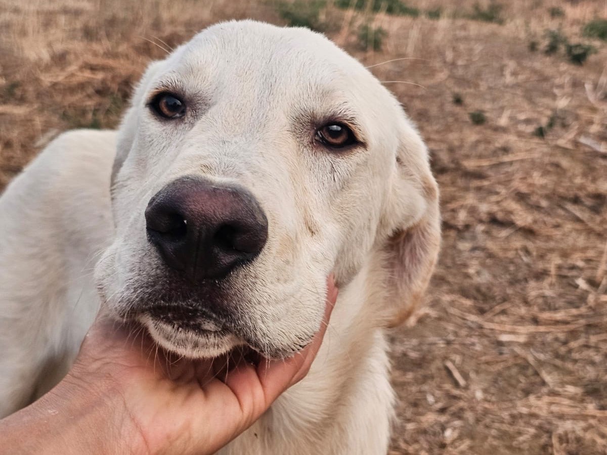 Adozione cane, maschio, Razza sconosciuta Razza sconosciuta, 5 mesi, taglia media, Crotone
