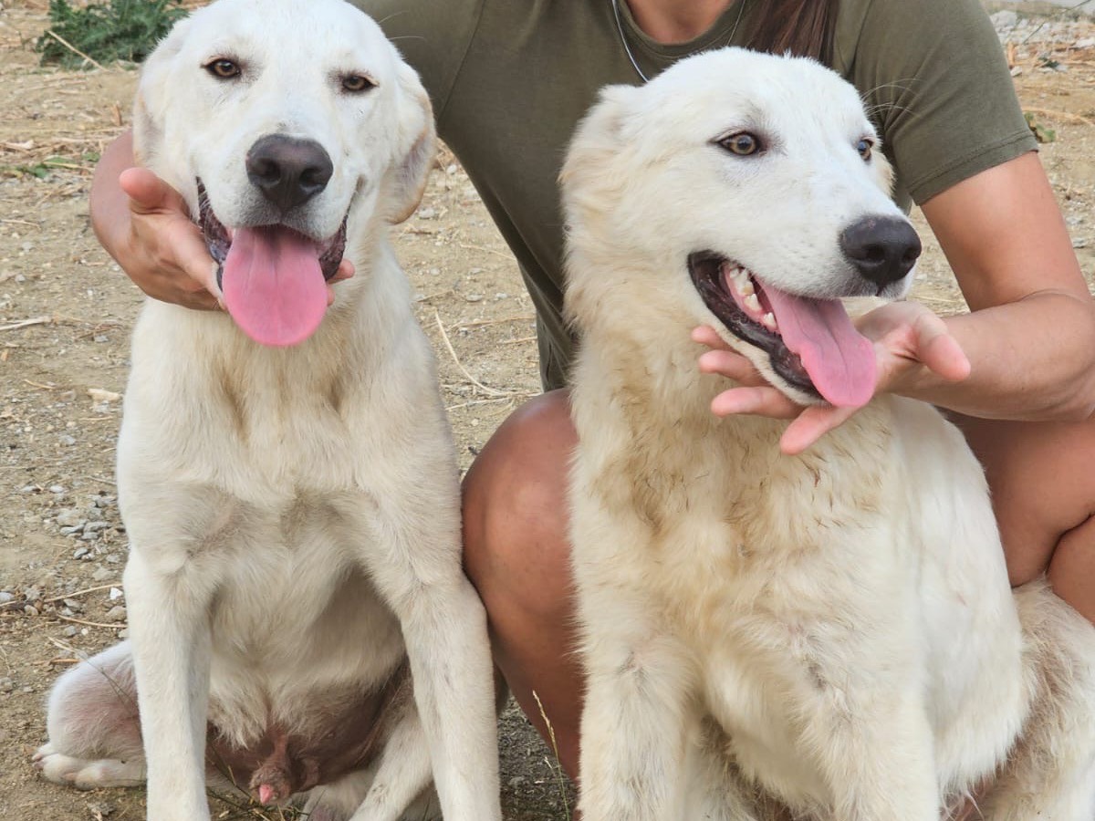Adotta un cane, maschio, 5 mesi, Crotone