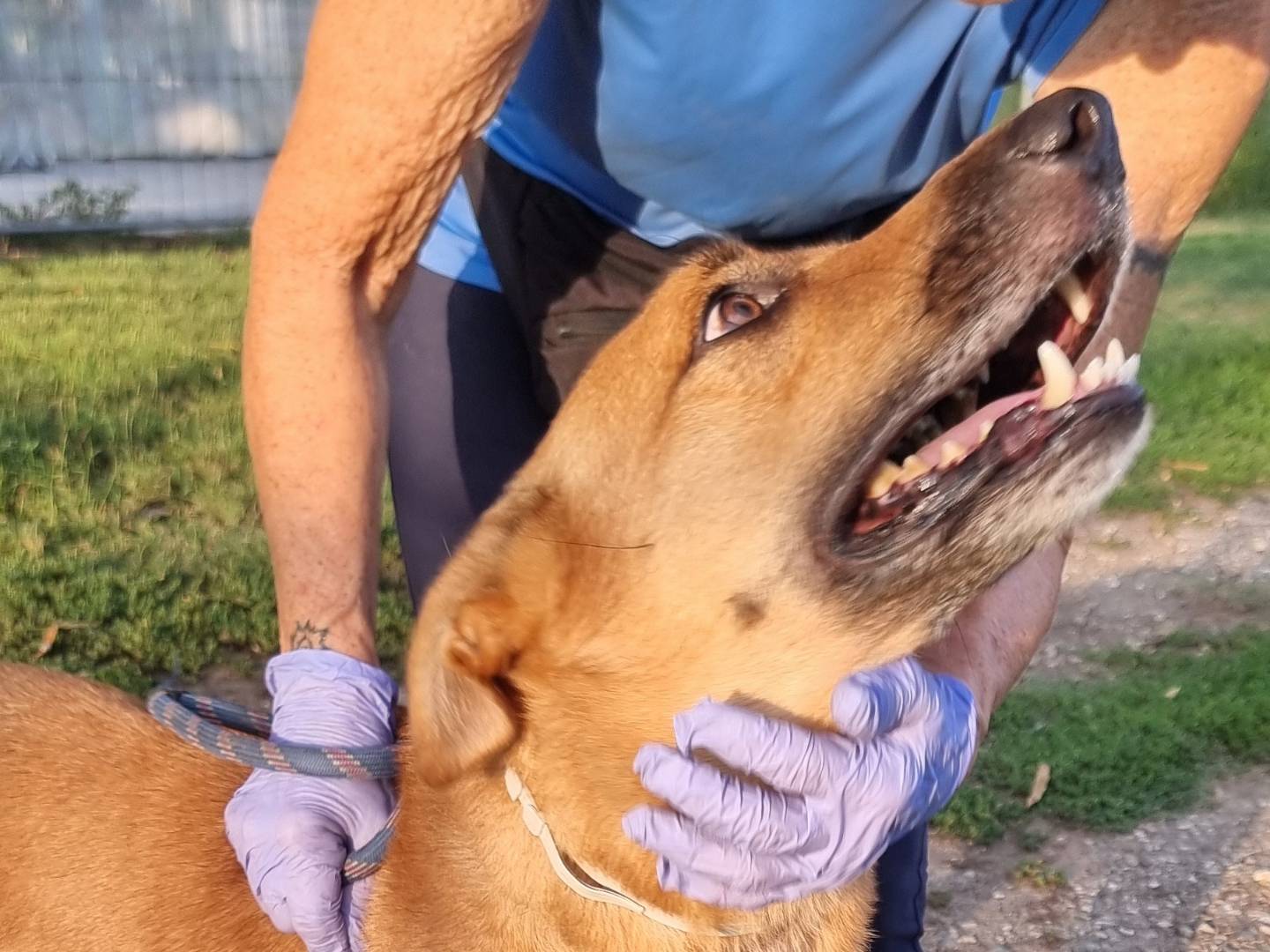 Adozione cane, maschio, Razza sconosciuta Razza sconosciuta, 8 anni e 4 mesi, taglia media, Pavia