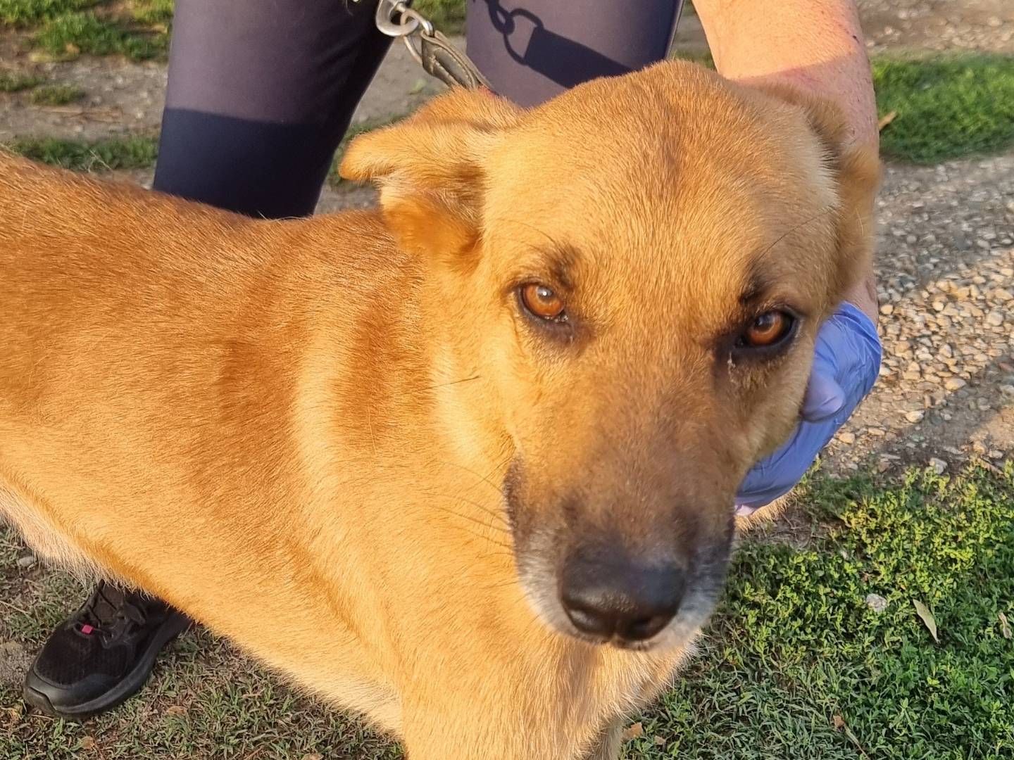 Adotta un cane, taglia media, maschio, Pavia