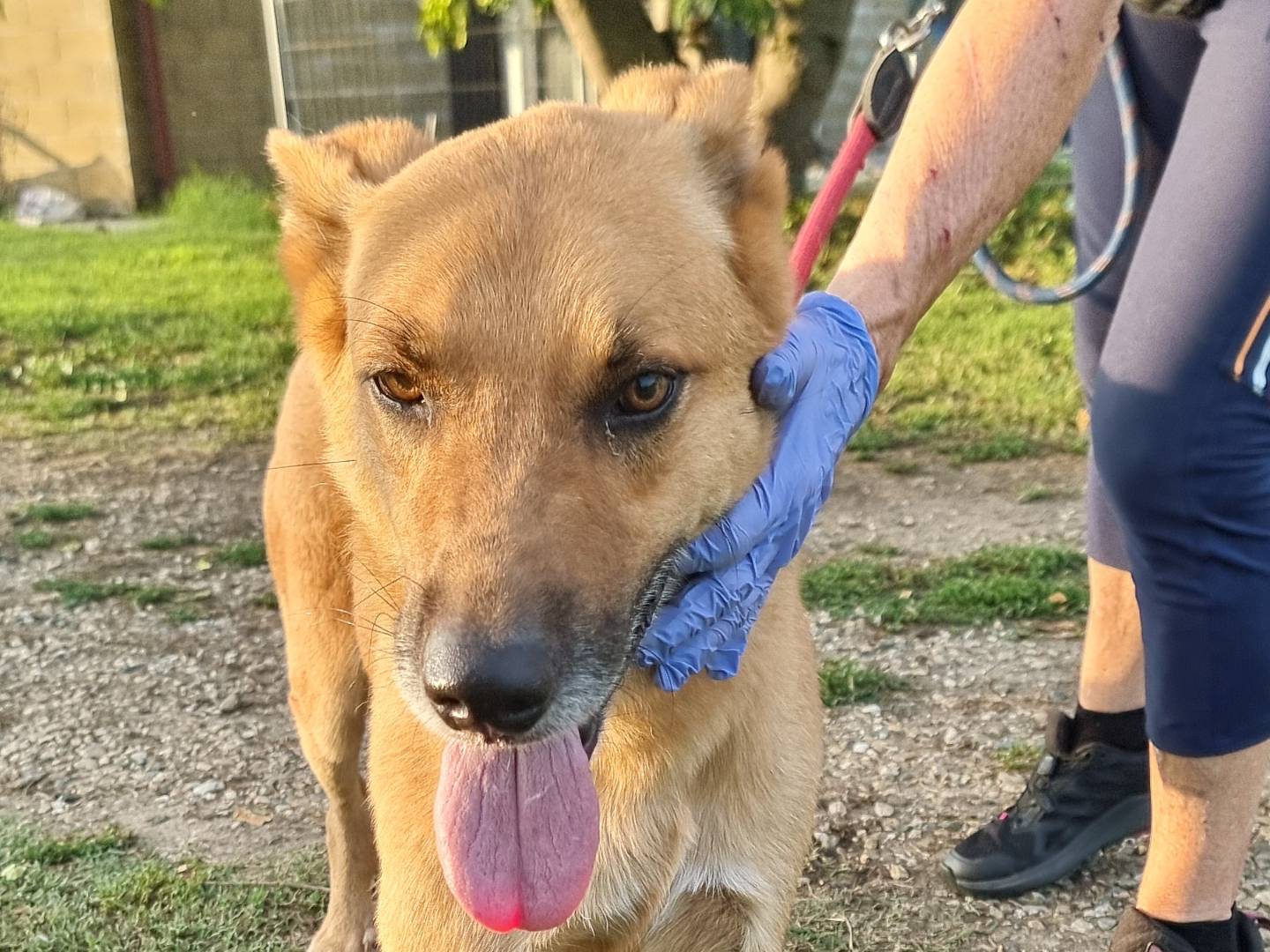 Vuoi adottare un cane a Pavia?