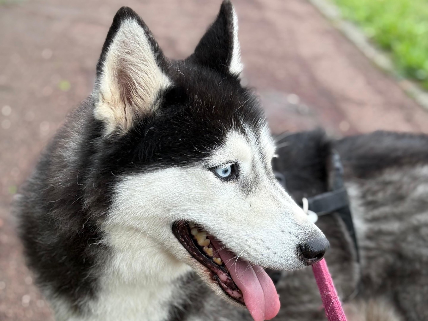 Vuoi adottare un cane a Milano?