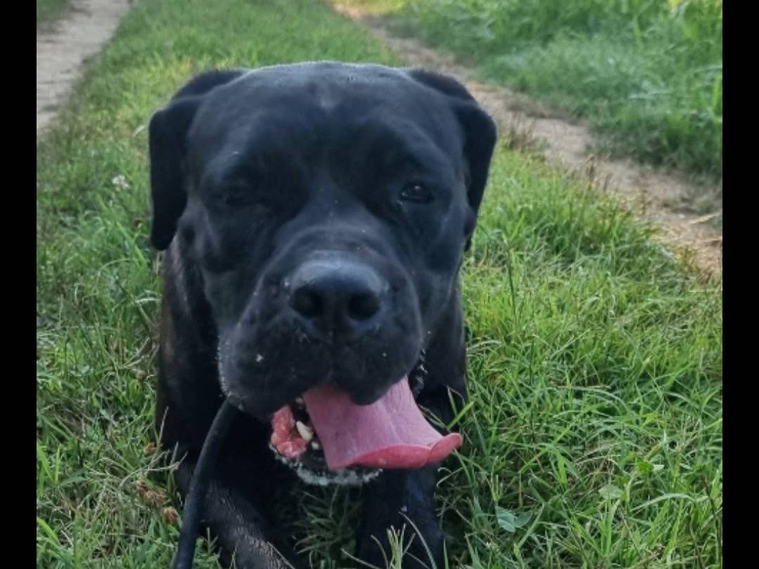 Vuoi adottare un cane a Pavia?