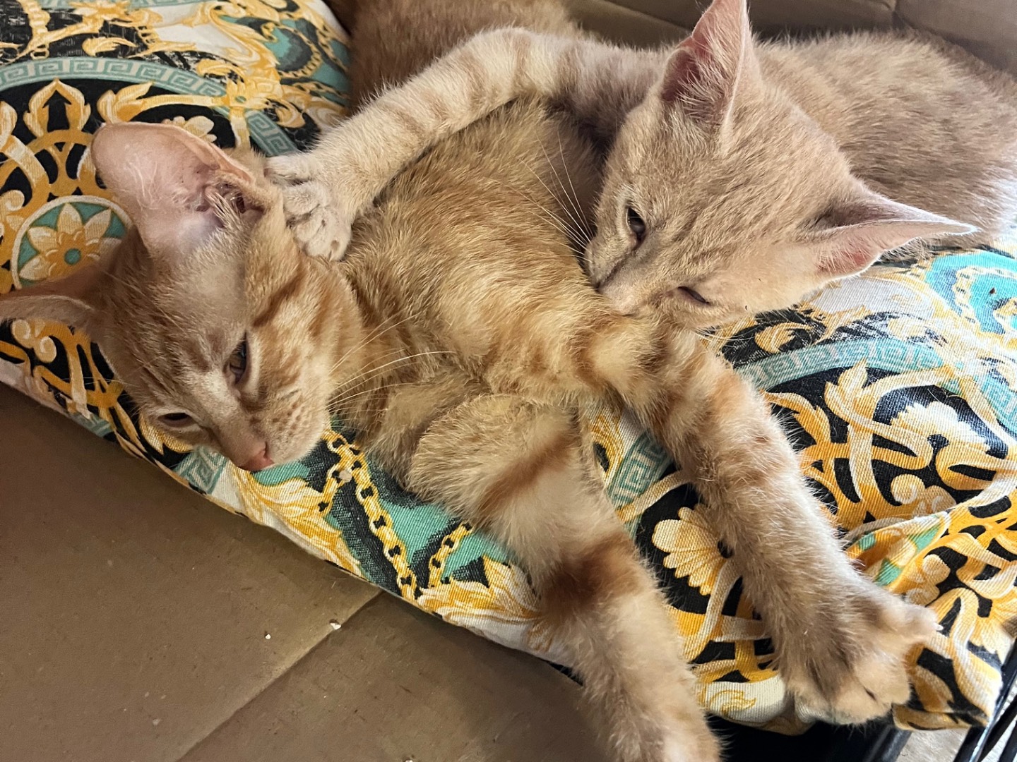 Adozione gatto, maschio, Razza sconosciuta Razza sconosciuta, 2 mesi, taglia non valida, Padova