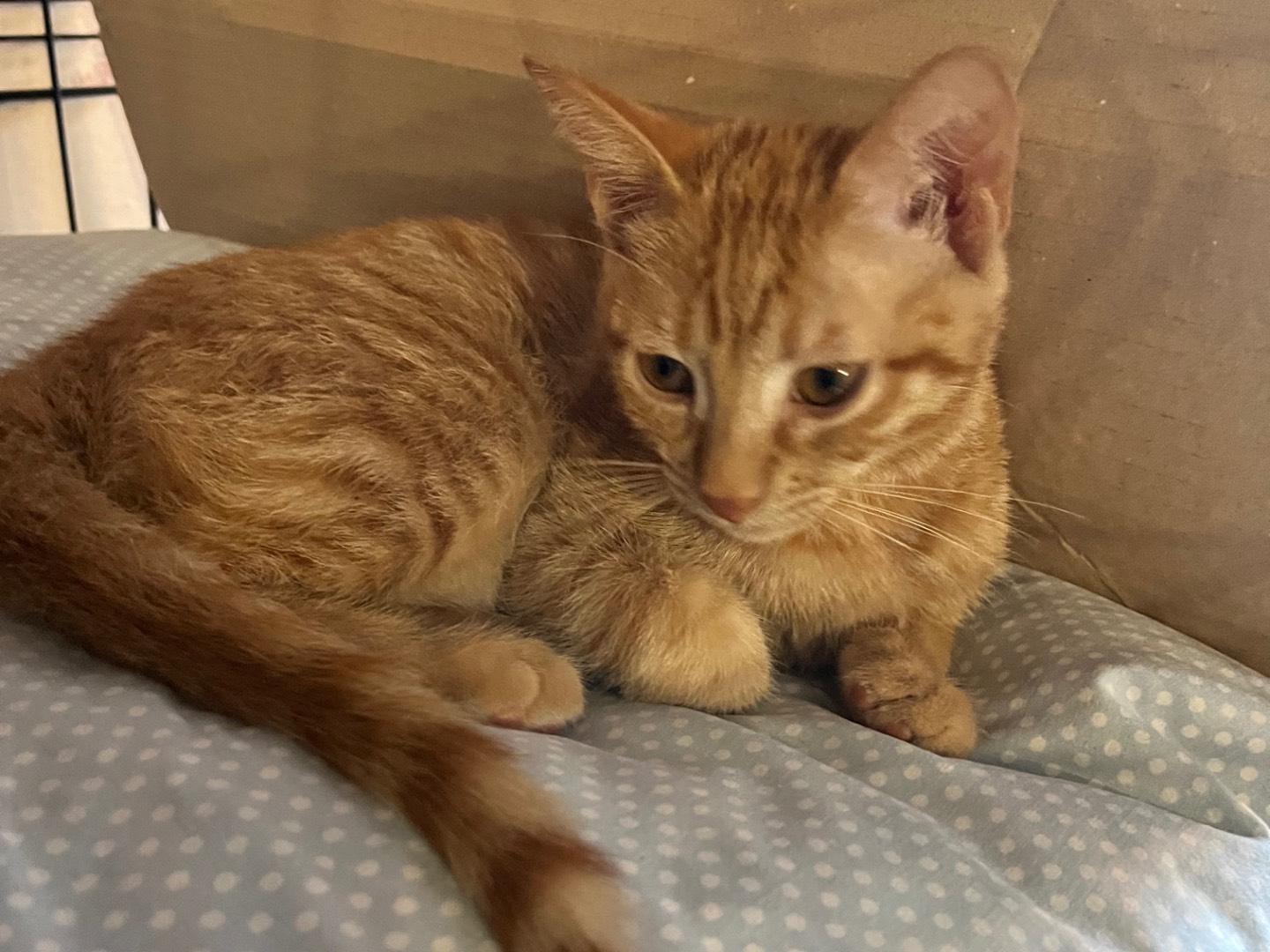 Adotta un gatto, maschio, 2 mesi, Padova