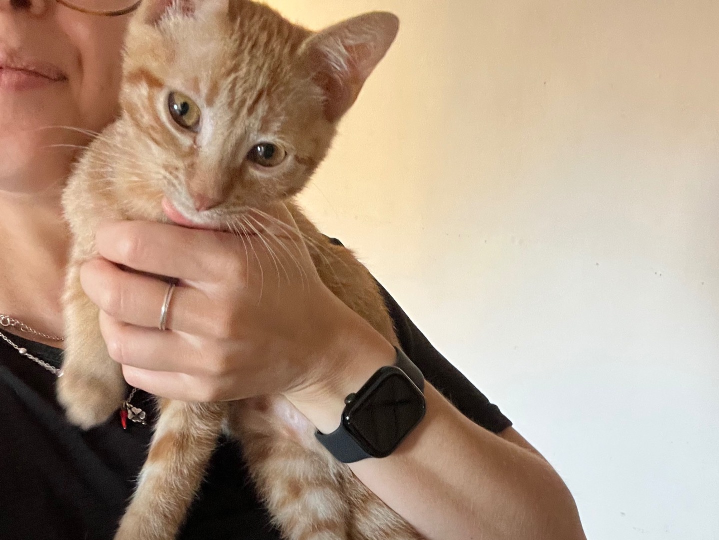Adotta un gatto, taglia non valida, maschio, Padova