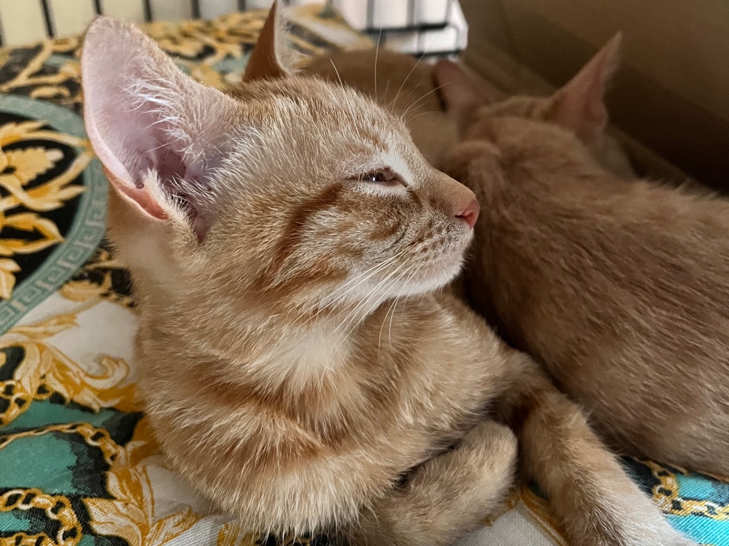 Vuoi adottare un gatto a Padova?