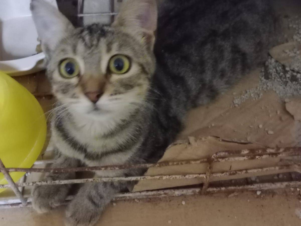 Adozione gatto, femmina, Razza sconosciuta Razza sconosciuta, 1 anno e 1 mese, taglia non valida, Trapani