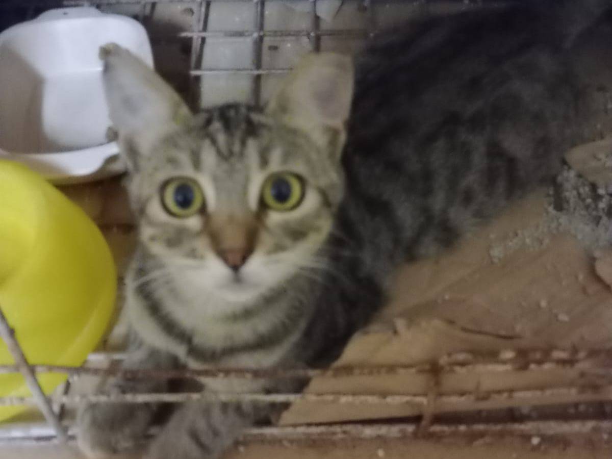 Adotta un gatto, femmina, 1 anno e 1 mese, Trapani