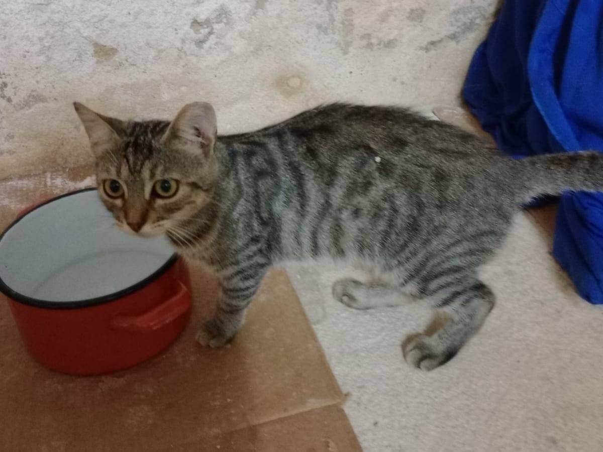 Adotta un gatto, taglia non valida, femmina, Trapani