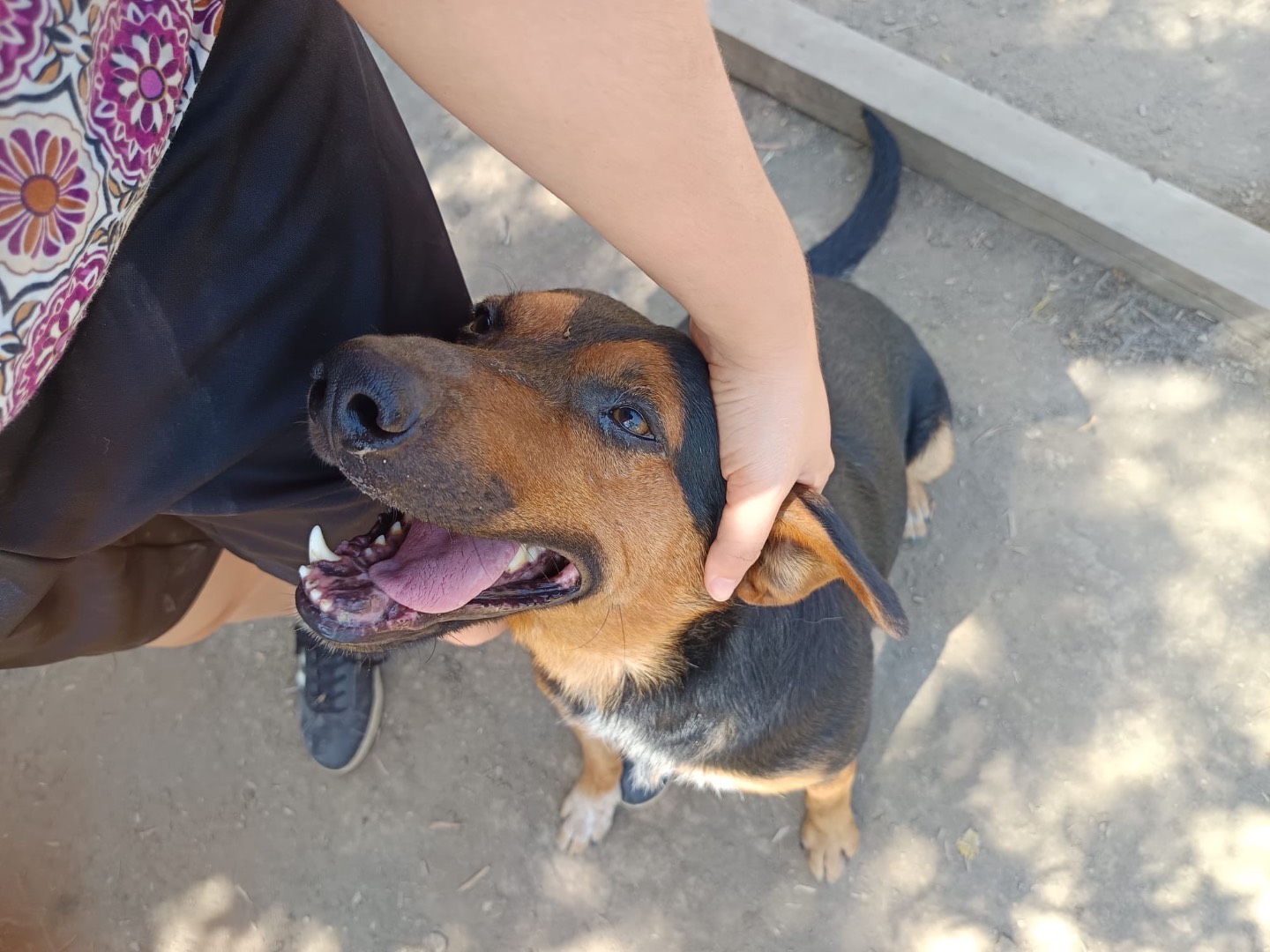 Adozione cane, maschio, Razza sconosciuta Segugio, 6 anni e 10 mesi, taglia media, Avellino