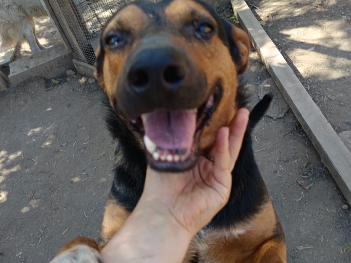 Adotta un cane, maschio, 6 anni e 10 mesi, Avellino